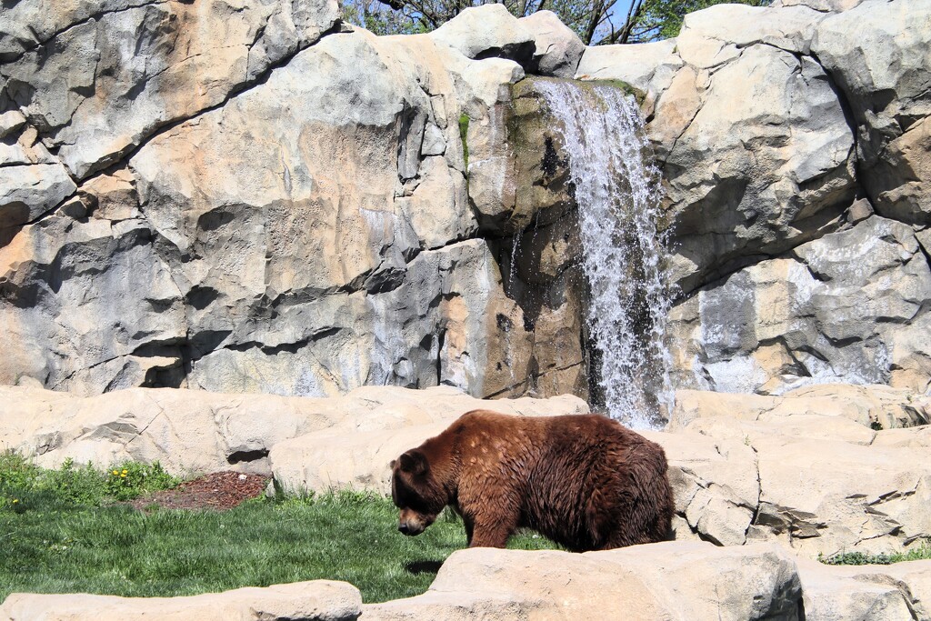 Bear And A Waterfall by randy23