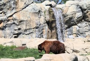 29th Apr 2024 - Bear And A Waterfall