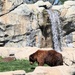 Bear And A Waterfall