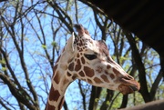 27th Apr 2024 - Giraffe Portrait 