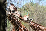 28th Apr 2024 - Smooching Giraffes
