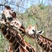 Smooching Giraffes