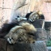Sleeping Lions by randy23