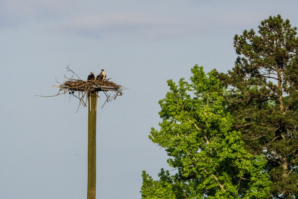 Guarding the Nest by kvphoto