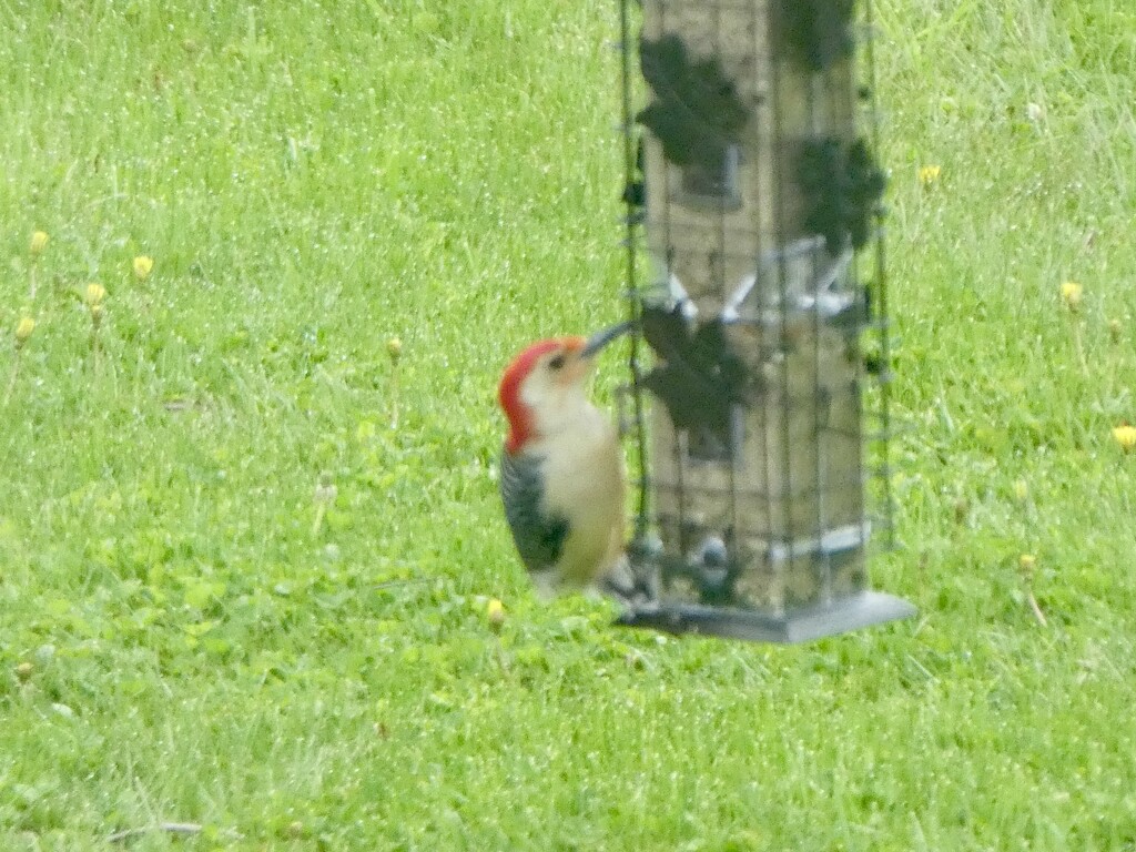 Red-bellied woodpecker by mtb24