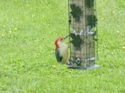 30th Apr 2024 - Red-bellied woodpecker