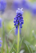 30th Apr 2024 - Grape Hyacinth