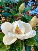 28th Apr 2024 - Magnificent Magnolia