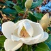 Magnificent Magnolia by cheridw