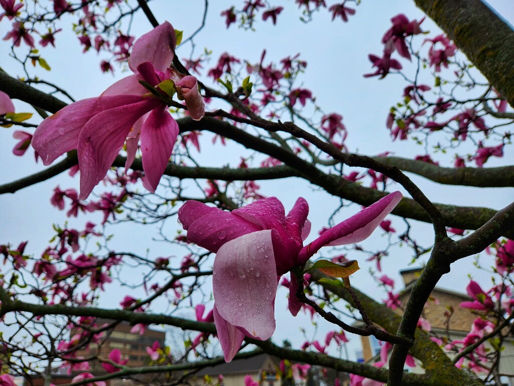 Damp Magnolias by ljmanning