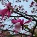 Damp Magnolias by ljmanning