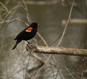 30th Apr 2024 - The Red-winged Bkackbird