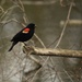 The Red-winged Bkackbird
