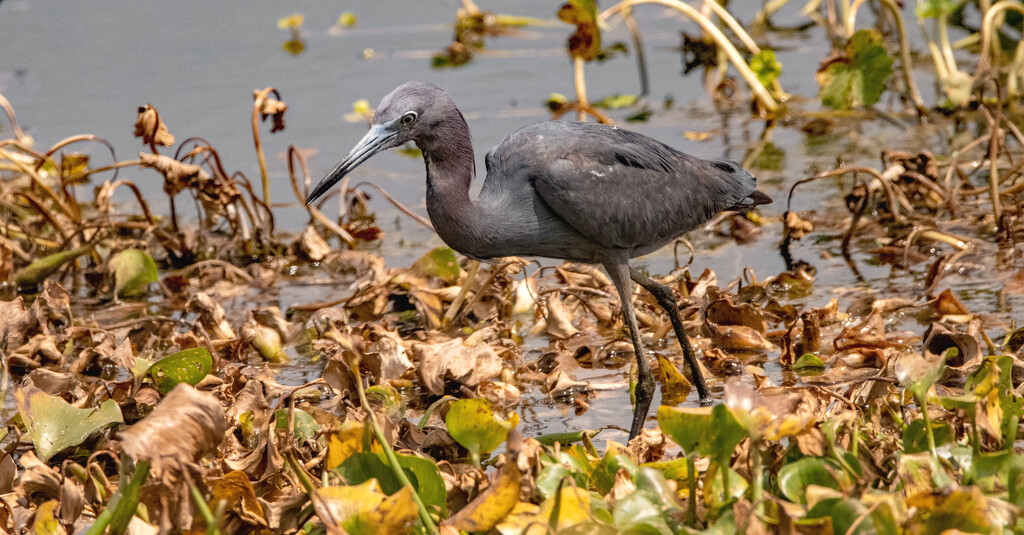 Little Blue Heron Looking for a Treat! by rickster549