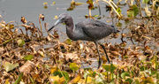 30th Apr 2024 - Little Blue Heron Looking for a Treat!