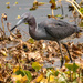 Little Blue Heron Looking for a Treat!