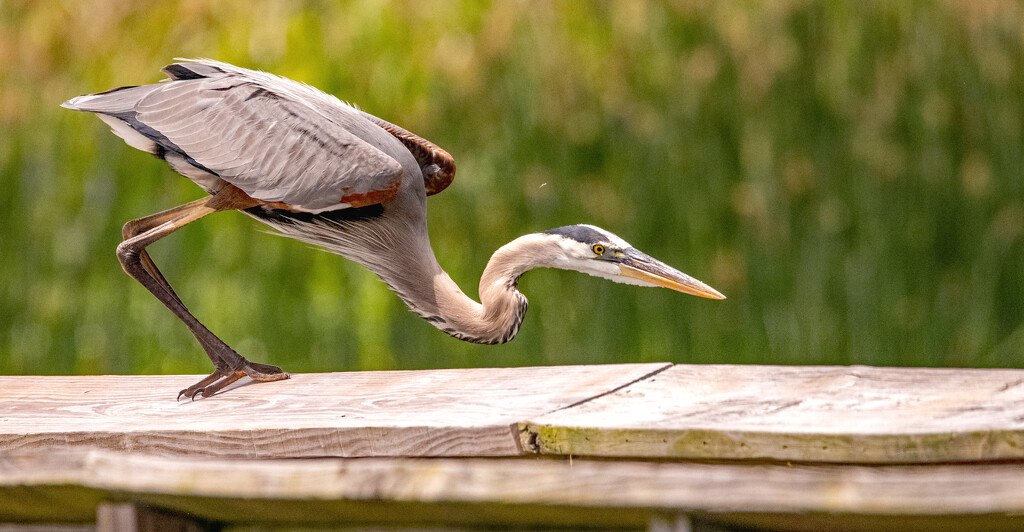 Blue Heron Looking for it's Snack from the Railing! by rickster549