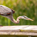 Blue Heron Looking for it's Snack from the Railing!