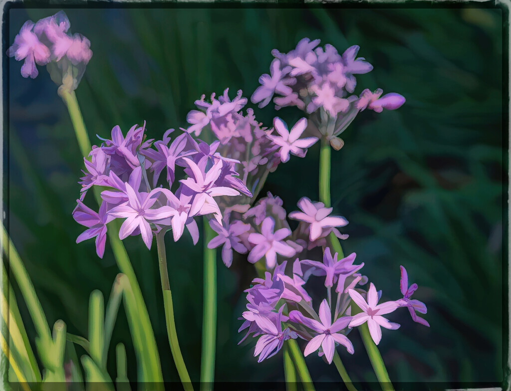 Wild garlic by ludwigsdiana