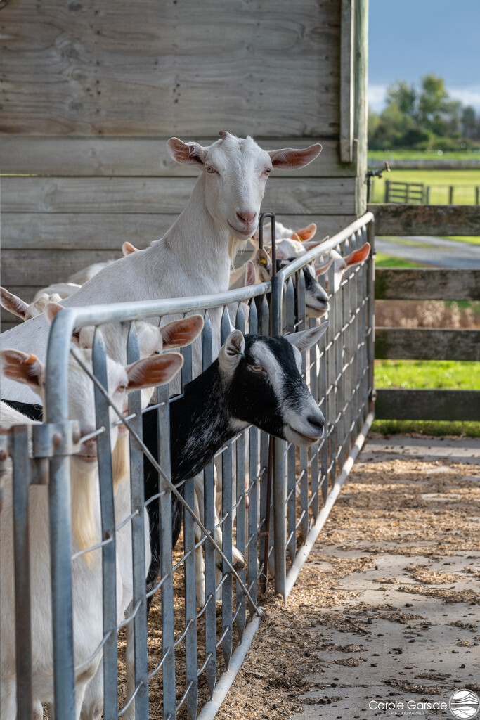 Goat Farming by yorkshirekiwi