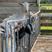 Goat Farming by yorkshirekiwi