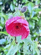 1st May 2024 - We called these Chinese lanterns but are unsure if correct 