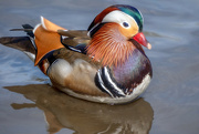 30th Apr 2024 - Mandarin Duck, Golden Acre Park, Leeds.