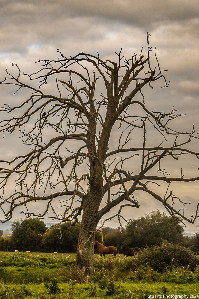 Branching out  by stuart46