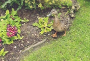 1st May 2024 - Ducklings