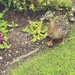 Ducklings by tinley23