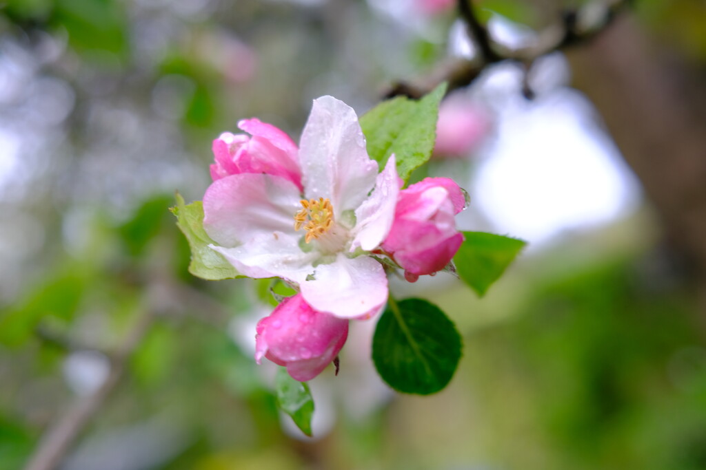 Apple blossom  by happyteg
