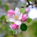Apple blossom  by happyteg