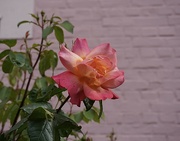1st May 2024 - The Pink Rose… the beginning of a new month