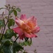 The Pink Rose… the beginning of a new month
