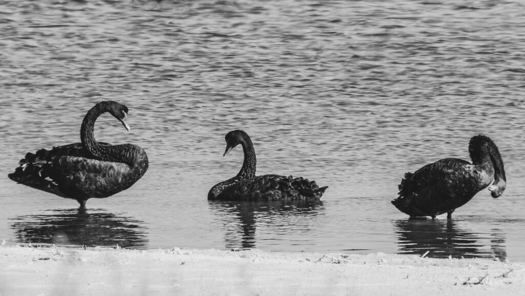 Black Swans by nannasgotitgoingon