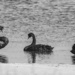 Black Swans by nannasgotitgoingon