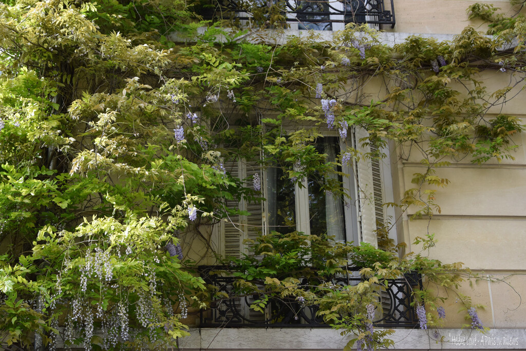 wisteria by parisouailleurs