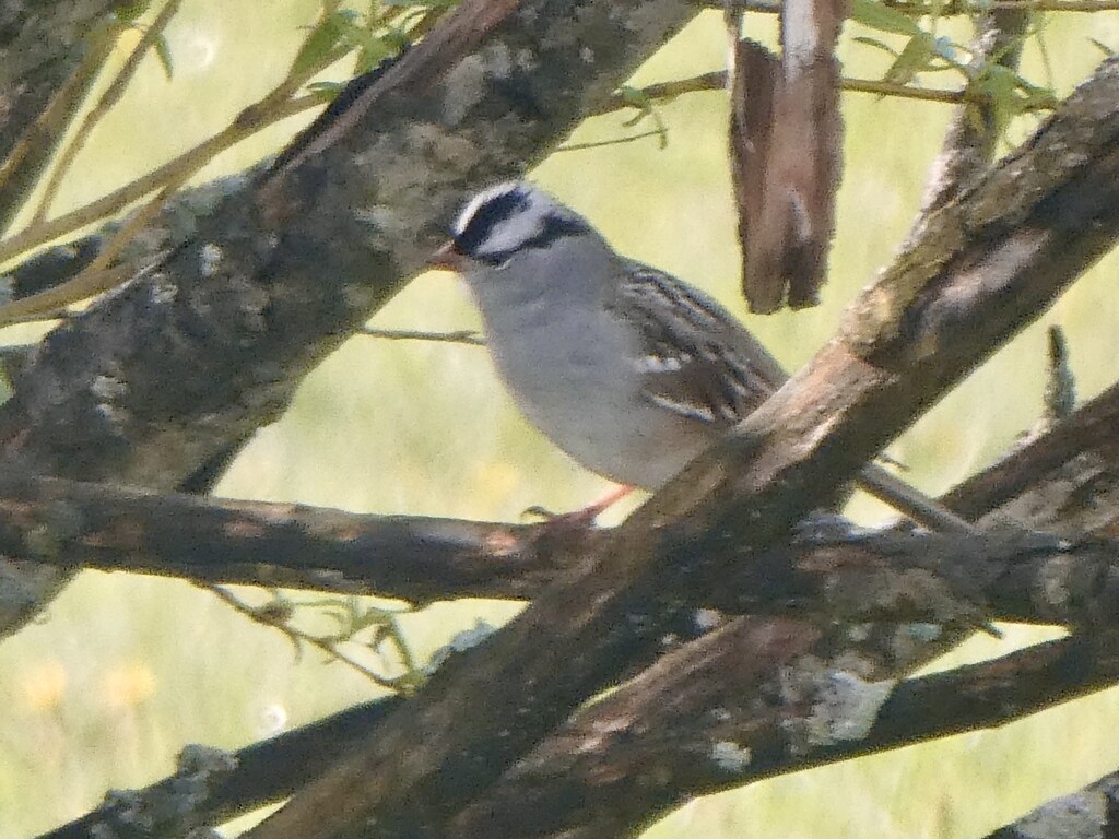White-crowned sparrow by mtb24