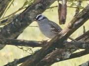1st May 2024 - White-crowned sparrow