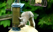 1st May 2024 - Squirrel