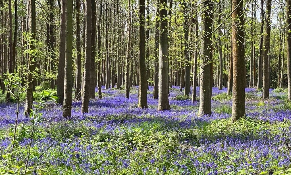 Bluebell carpet by pattyblue