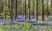 1st May 2024 - Bluebell carpet