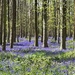 Bluebell carpet by pattyblue