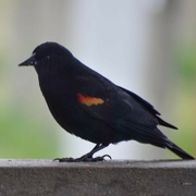 1st May 2024 - Red-Winged Blackbird
