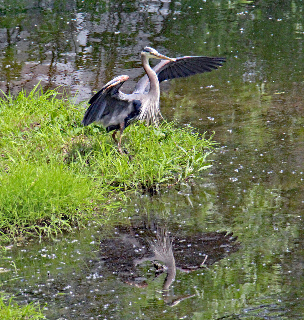 April 27 Heron Taking Flight Over Reflection IMG_9336AA by georgegailmcdowellcom
