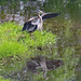 April 27 Heron Taking Flight Over Reflection IMG_9336AA