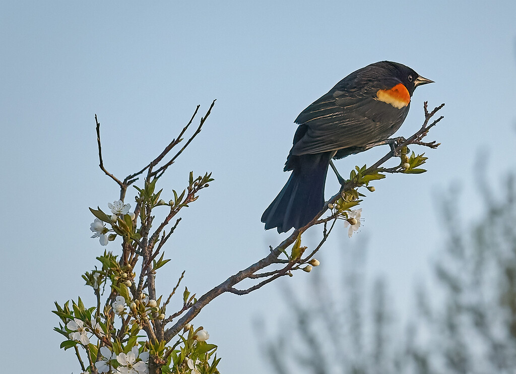 Tip Top Blackbird by gardencat