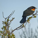 Tip Top Blackbird by gardencat