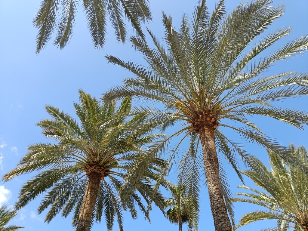 Palms in Palma by violetlady