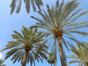 21st Apr 2024 - Palms in Palma